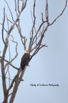 Adult Bald Eagle.png
