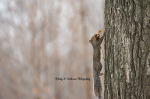 Squirrel in a Hurry.png