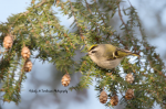Golden-Crowned Kinglet 2.png