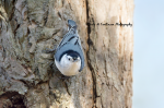 White-Breasted Nuthatch 3.png
