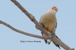 Male Red-Bellied Woodpecker.png