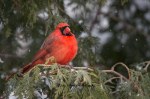 Male Cardinal on a Snowy Day.png