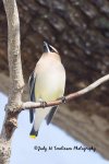 Cedar Waxwing 03.jpg
