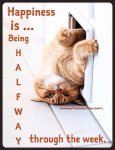 Happy-Wendnesady-Cute-Funny-Cat-Wishes.jpg