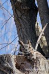 Great Horned Owl 02 2018.jpg