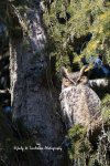Great Horned Owl 01 2018.jpg