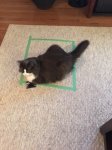 Boomer in his %22box%22.JPG