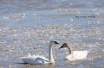 Swans on the Pond.jpg
