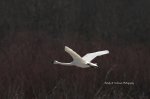 Fly Away.jpg