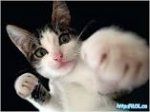 fighting cat.jpg