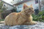 Little Dude - backyard 03-02-2018b.jpg
