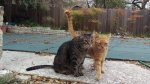 Leo and Little Dude - warm outside 03-11-2018b .jpg