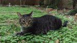 Leo in the clover - 03-25-2018b.jpg