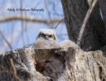 Great Horned Owl 03 2018.jpg