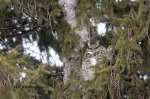Great Horned Owl 05 2018.jpg
