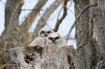 Great Horned Owl 04 2018.jpg