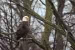 Bald Eagle2.jpg
