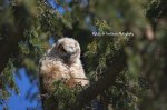 Baby Horned Owl 2018.jpg