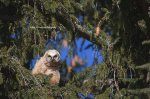 Great Horned Owl Baby 02.jpg