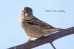 Female House Sparrow.jpg