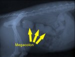 Megacolon-in-Cats.jpg