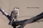 Female Red-Winged Blackbird2.jpg