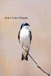 Male Tree Swallow.jpg