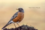 American Robin.jpg