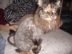 Simba Lion Cut.jpg