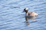 Horned Grebe.jpg
