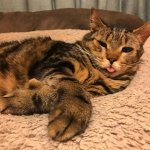 Darwin tongue out.jpg