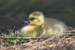 First Gosling of 2018.jpg