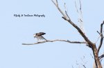 Osprey.jpg