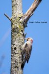 Male Northern Flicker.jpg