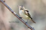 Warbling Vireo 01.jpg