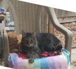Little Dude and Leo - squished on outside chair 05-01-2018b.jpg