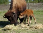 puddin and calf2 sm.jpg