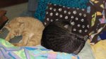 Little Dude and Leo - lovebugs 04-02-2018b.jpg
