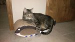 Leo on whale scratchpad 05-10-2018b.jpg