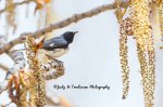Black-Throated Blue Warbler.jpg