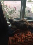 Home bird watching post FME.jpg