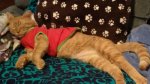 Little Dude - xmas shirt on couch 06-09-2017b.jpg