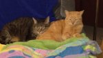 Leo and Little Dude - 04-10-2018b.jpg