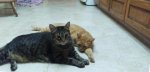 Leo and LD on cool kitchen tile 05-11-2018b.jpg