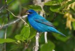 Indigo Bunting c22-37-204_V.jpg