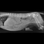 Maurice%2c Kathy^__Seamus_Animal 4-18lb - ABDOMEN-RL_141313.jpg