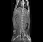 Maurice%2c Kathy^__Seamus_Animal 4-18lb - ABDOMEN-VD_141321.jpg