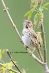 Song Sparrow 05.jpg