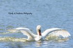Stratford Mute Swan 01.jpg