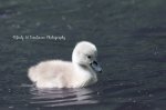 Cygnet 01.jpg